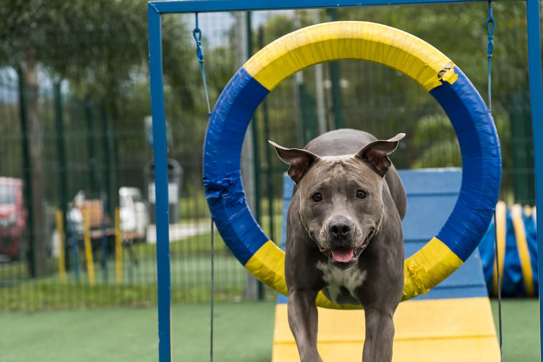 Importância do pet place no condomínio para o bem-estar e diversão dos pets